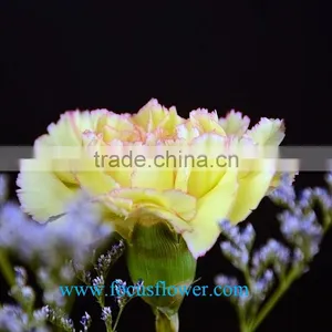High Quality Fresh Cut Carnations Flower Rela Carnation Holiday Appliances thumbnail-3