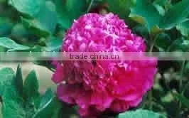 Tree Peony Plant Root thumbnail-1