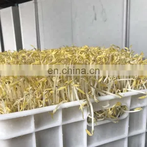 500kg per Day Automatic Hydroponic Fodder Machine for Dairy Livestock/barley Sprout Machine thumbnail-4