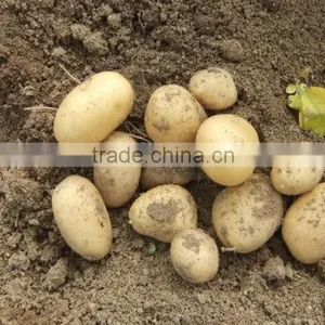 2015 Potato With Good Price thumbnail-2