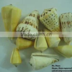 Seashell - Premium Product - High Quality thumbnail-1