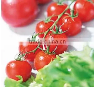 800g Canned Tomato Paste,made in China thumbnail-5