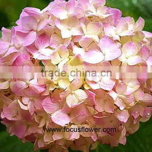 Best Seller Real Touch Hydrangea From Kunming Flower Exporter thumbnail-5
