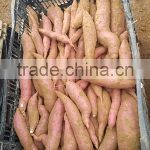 Sweet Japanese Potato thumbnail-3