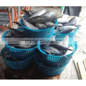 Fresh Frozen Bonito Whole Round for Sale thumbnail-1