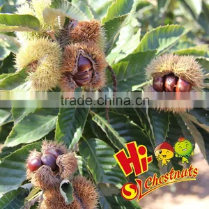 Medium Size Fresh Chinese Organic Chestnut thumbnail-3