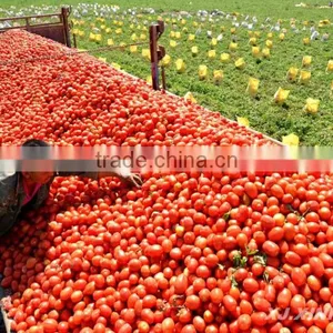 Fresh Tomato Ketchup in Bottle thumbnail-6