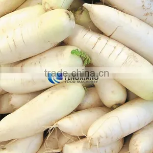 GL-380 Commercial Potato and Ginger Washer,vegetable Washing and Peeling Machine thumbnail-4