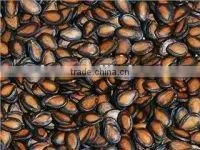 Black Watermelon Seeds -9.5cm 10cm 10.5cm 11cm thumbnail-1