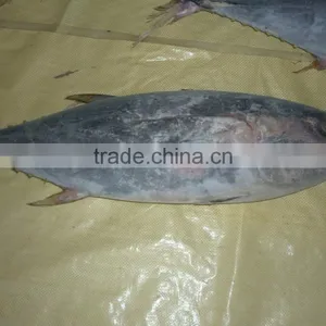 Frozen Yellowfin Tuna Whole thumbnail-3