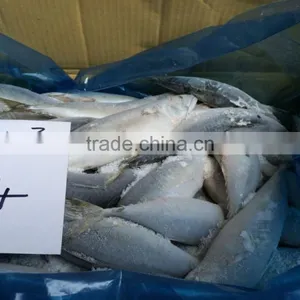 Frozen Pacific Mackerel thumbnail-4