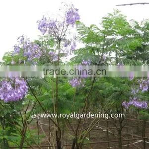 Jacaranda Mimosifolia thumbnail-1