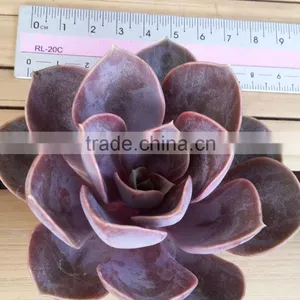 Echeveria Red Bery, Hybrid Echeveria Plant Crassula Ariocarpus thumbnail-1
