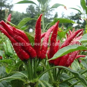 Hybrid Hot Chili Pepper Seeds Capsicum Seeds With Competitive Price thumbnail-1