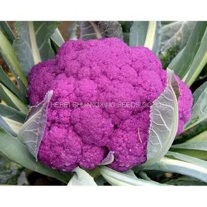 Wholesale High Quality Hybrid Seeds for Purple Cauliflower thumbnail-2