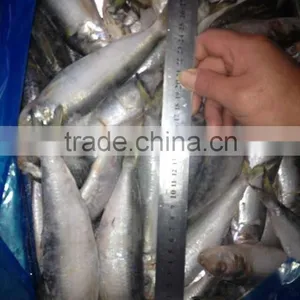 Frozen Sardine Whole Round China Supplier thumbnail-1