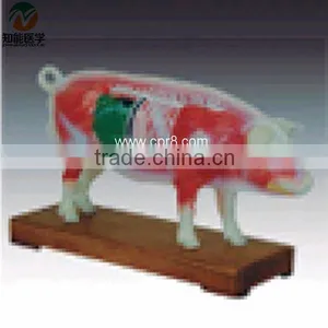 Pig Acupuncture Model BIX-Y1030 thumbnail-1