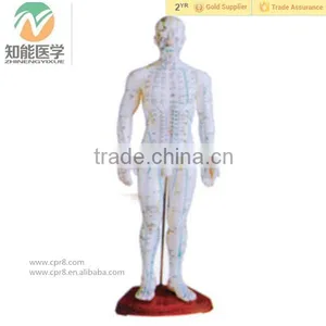 Medical Human Parts Acupuncture Point Model (Male 50cm) thumbnail-1