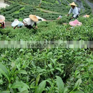 Green Tea Drinks Lower Blood Pressure thumbnail-3
