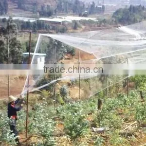 Plastic BOP Netting as Fruit Cage/Anti Bird Net/Plant Protection Net thumbnail-4