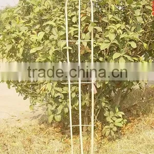 Bamboo Hoops - for Climbing Plants thumbnail-1
