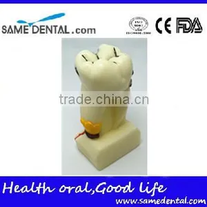 .See Larger Image 4 Times Integrated Pathology Model Dental Eduction Assitant No. DEA-15 thumbnail-2