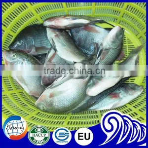 Hot Selling Tilapia Whole Round (Tilapia W/R) thumbnail-1