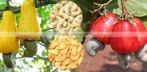 PRICE OF CASHEW NUT WW240 thumbnail-3