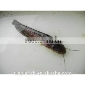 Frozen Farm Raised Catfish for Exporting thumbnail-1