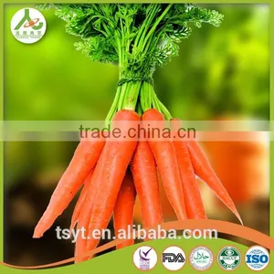 Health Food Fresh Carrot Crisp and Good Flavor Fresh Carrot Carrots thumbnail-4