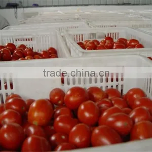 Specification Fresh Tomato, Bulk Tomato Paste Tomato Sauce Tomato Paste Brands thumbnail-4