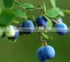 Anti=oxidant Blueberry P.E With Anthocyanidins 5-25% ,Extract Ratio 5:1 and 10:1blueberry Fruit Powder thumbnail-2
