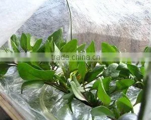 Agriculture Using Non Woven Fabric thumbnail-1