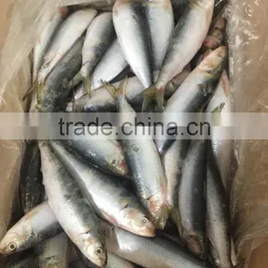 Sardine thumbnail-1