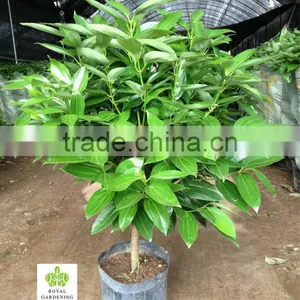 Cinnamomum Cassia Ornamental Plants thumbnail-1