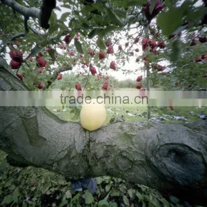Hot Selling Apple Growing Paper Bag thumbnail-6