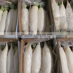 Fresh Radish 2016 Crop thumbnail-1