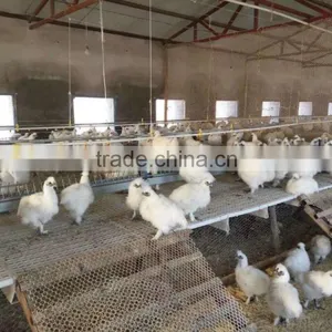 Poultry Farms Equipment, Animal Husbandry Equipment, Plastic Floor Beams for Pig Farming Equipment thumbnail-2