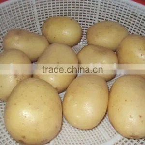 Fresh Potato From Pakistan thumbnail-1