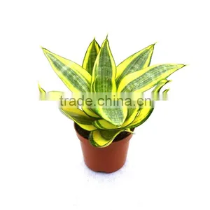 Bonsai Golden Sansevieria Funny Gift for Deoctors thumbnail-1