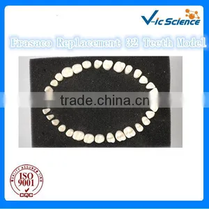 Frasaco Replacement 32 Teeth Model thumbnail-1
