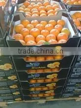 HONEY MANDARIN thumbnail-1