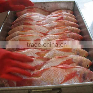 IQF Red Tilapia Fish With Good Quality thumbnail-1
