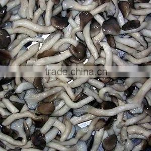 Salted Shimeji Mushroom in Brine thumbnail-1