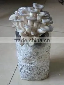 King Oyster Mushroom Spawn Growing Kit thumbnail-1