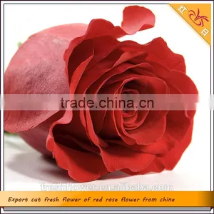 Export Cut Fresh Flower of Red Rose Flower From China thumbnail-1