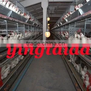 Automatic H Type Broiler Chicken Cage Design thumbnail-1