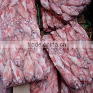 Frozen Red Fish thumbnail-2