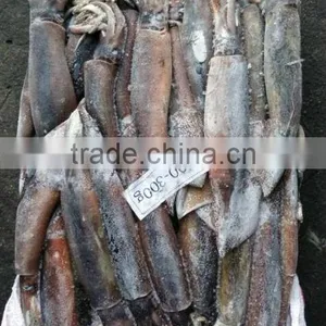 Frozen Argentina Squid thumbnail-1