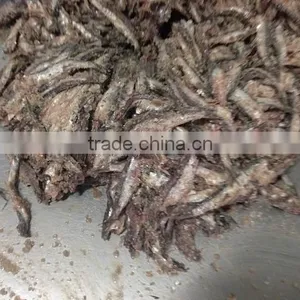 Spain Processing Way Salted Anchovy Fillets thumbnail-6